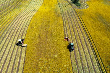 Bird's eye view of two combined tractors mowing a yellow meadow in two different rows, Italy, Europe - RHPLF25548