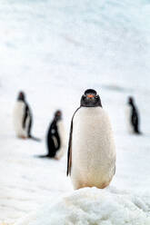 Gentoo penguin on snow covered glacier, Antarctica, Polar Regions - RHPLF25569