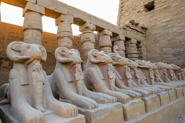 The Avenue of Ram Headed Sphinxes, Karnak Temple, Luxor, Thebes, UNESCO World Heritage Site, Egypt, North Africa, Africa - RHPLF25598