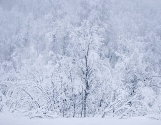Beautiful Snow Covered Trees in winter, near Sorli, Island of Senja, Troms og Finnmark county, Norway, Scandinavia, Europe - RHPLF25679