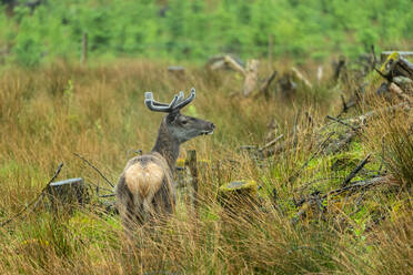 Female Red deer (Cervus Elaphus) on grassland, Glencoe, Scottish Highlands, Scotland, United Kingdom, Europe - RHPLF25698