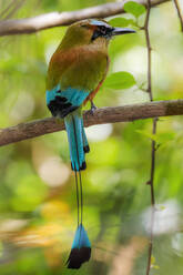 Guardabarranco (turquoise-browed motmot), national bird of Nicaragua, in the Biological Reserve, Nosara, Guanacaste, Costa Rica, Central America - RHPLF25738