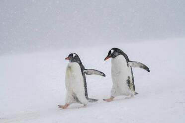 Gentoo penguins (Pygoscelis papua), Mikkelsen, Trinity Island, Antarctica, Polar Regions - RHPLF25743