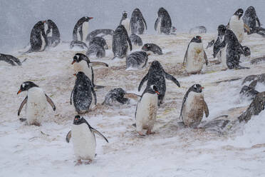 Gentoo penguins colony (Pygoscelis papua), Mikkelsen, Trinity Island, Antarctica, Polar Regions - RHPLF25744