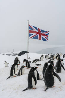 Gentoo penguins (Pygoscelis papua), Port Lockroy British Antarctic Base, Wiencke Island, Antarctica, Polar Regions - RHPLF25751