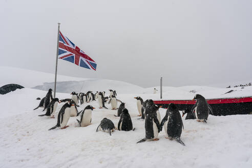 Gentoo penguins (Pygoscelis papua), Port Lockroy British Antarctic Base, Wiencke Island, Antarctica, Polar Regions - RHPLF25752