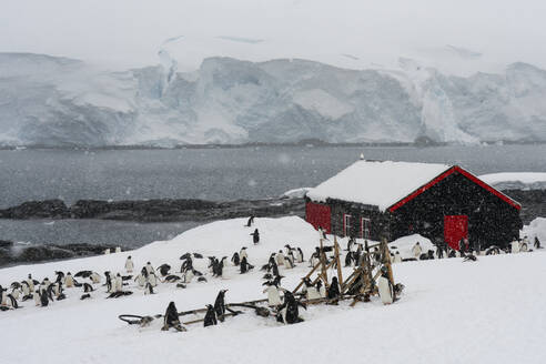 Gentoo penguins (Pygoscelis papua), Port Lockroy British Antarctic Base, Wiencke Island, Antarctica, Polar Regions - RHPLF25753