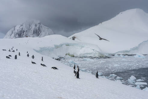 Gentoo penguins (Pygoscelis papua), Petermann Island, Antarctica, Polar Regions - RHPLF25756