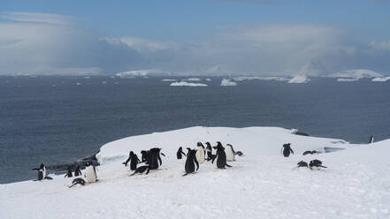 Gentoo penguins (Pygoscelis papua), Petermann Island, Antarctica, Polar Regions - RHPLF25759