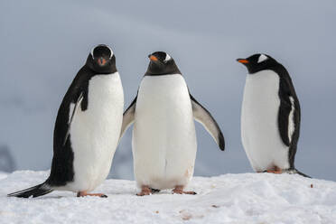 Gentoo penguins (Pygoscelis papua), Petermann Island, Antarctica, Polar Regions - RHPLF25760