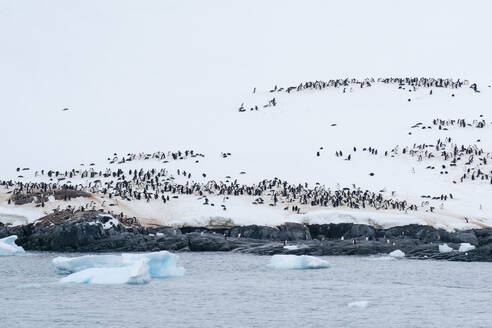 Gentoo penguin colony (Pygoscelis papua), Petermann Island, Antarctica, Polar Regions - RHPLF25761