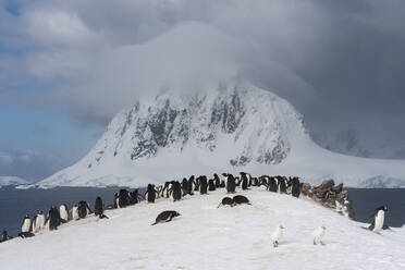 Gentoo penguins (Pygoscelis papua), Petermann Island, Antarctica, Polar Regions - RHPLF25762