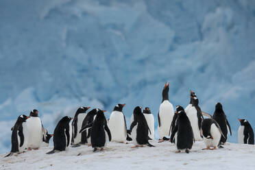 Gentoo penguin colony (Pygoscelis papua) in front of a recently collapsed glacier, Damoy Point, Wiencke Island, Antarctica, Polar Regions - RHPLF25763