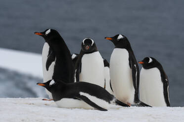 Gentoo penguins (Pygoscelis papua), Damoy Point, Wiencke Island, Antarctica, Polar Regions - RHPLF25764