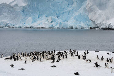 Gentoo penguin colony (Pygoscelis papua) in front of a recently collapsed glacier, Damoy Point, Wiencke Island, Antarctica, Polar Regions - RHPLF25765