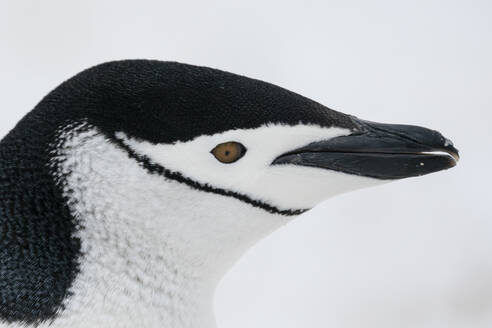 Close-up of head of Chinstrap penguin (Pygoscelis antarcticus), Half Moon Island, Antarctica, Polar Regions - RHPLF25766