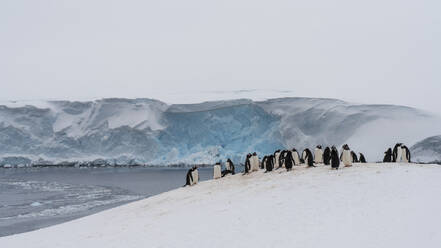 Gentoo penguin colony (Pygoscelis papua), Damoy Point, Wiencke Island, Antarctica, Polar Regions - RHPLF25767