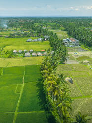 Aerial view of Kajeng Rice Field, Gianyar Regency, Bali, Indonesia, South East Asia, Asia - RHPLF25779