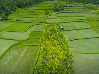 Aerial view of Kajeng Rice Field, Gianyar Regency, Bali, Indonesia, South East Asia, Asia - RHPLF25781