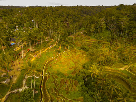 Aerial view of Tegallalang Rice Terrace, UNESCO World Heritage Site, Tegallalang, Kabupaten Gianyar, Bali, Indonesia, South East Asia, Asia - RHPLF25782
