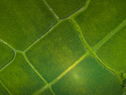 Aerial view of Kajeng Rice Field, Gianyar Regency, Bali, Indonesia, South East Asia, Asia - RHPLF25783