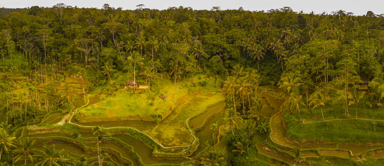 Panoramic aerial view of Tegallalang Rice Terrace, UNESCO World Heritage Site, Tegallalang, Kabupaten Gianyar, Bali, Indonesia, South East Asia, Asia - RHPLF25784