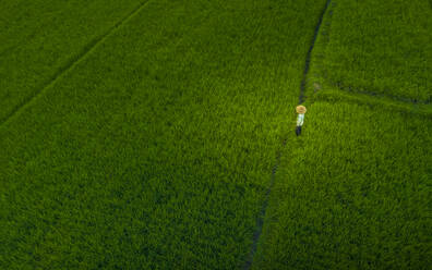 Aerial view rice field worker near Ubud, Ubud, Bali, Indonesia, South East Asia, Asia - RHPLF25786