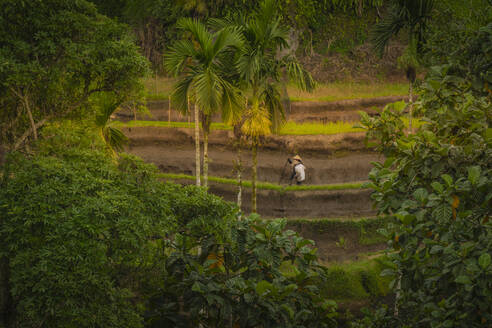 View of rice field workers in Tegallalang Rice Terrace, UNESCO World Heritage Site, Tegallalang, Kabupaten Gianyar, Bali, Indonesia, South East Asia, Asia - RHPLF25787