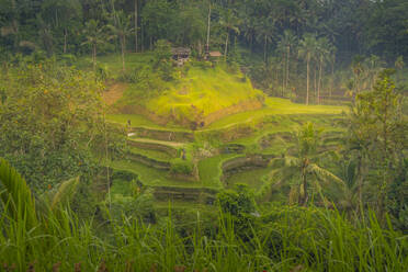 View of Tegallalang Rice Terrace, UNESCO World Heritage Site, Tegallalang, Kabupaten Gianyar, Bali, Indonesia, South East Asia, Asia - RHPLF25788