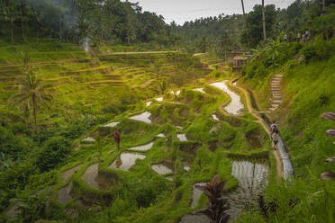 View of Tegallalang Rice Terrace, UNESCO World Heritage Site, Tegallalang, Kabupaten Gianyar, Bali, Indonesia, South East Asia, Asia - RHPLF25789