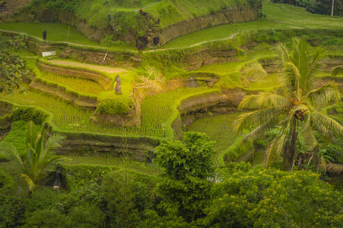 View of Tegallalang Rice Terrace, UNESCO World Heritage Site, Tegallalang, Kabupaten Gianyar, Bali, Indonesia, South East Asia, Asia - RHPLF25790