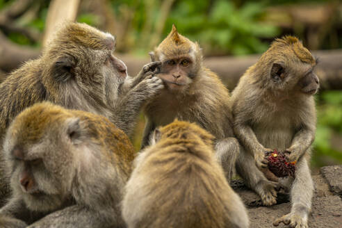 Long tailed Macaque monkeys on roadside, Kabupaten Buleleng, Gobleg, Bali, Indonesia, South East Asia, Asia - RHPLF25792