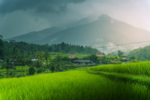 View of Sidemen Rice Terrace, Sidemen, Kabupaten Karangasem, Bali, Indonesia, South East Asia, Asia - RHPLF25793