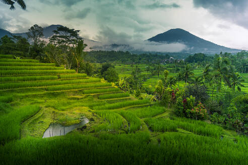 View of Sidemen Rice Terrace, Sidemen, Kabupaten Karangasem, Bali, Indonesia, South East Asia, Asia - RHPLF25794