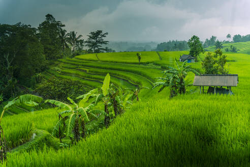 View of Sidemen Rice Terrace, Sidemen, Kabupaten Karangasem, Bali, Indonesia, South East Asia, Asia - RHPLF25795