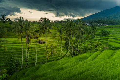 View of Sidemen Rice Terrace, Sidemen, Kabupaten Karangasem, Bali, Indonesia, South East Asia, Asia - RHPLF25796