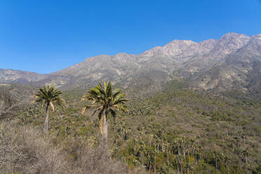 Chilean palm trees against Cerro La Campana at Sector Palmas de Ocoa, La Campana National Park, Cordillera De La Costa, Quillota Province, Valparaiso Region, Chile, South America - RHPLF25845