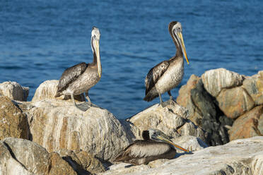 Two pelicans perching on rock, Caleta Higuerillas, Concon, Valparaiso Province, Valparaiso Region, Chile, South America - RHPLF25852