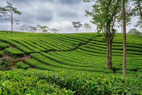 Views of the Sukadana tea plantation, West Java, Indonesia, Southeast Asia, Asia - RHPLF25917