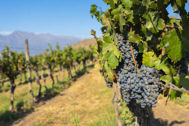 Detail of red grapes at Haras de Pirque winery, Pirque, Maipo Valley, Cordillera Province, Santiago Metropolitan Region, Chile, South America - RHPLF25975