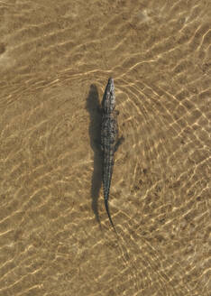 Aerial view of a crocodile in Rio Lagartos natural park, Yucatan, Mexico. - AAEF18298