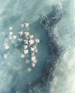 Aerial view of Manta Rays swimming in open waters with a shoal of fish along the coral reef, Australia. - AAEF18346