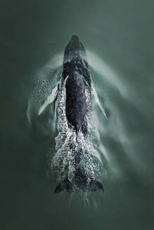 Aerial top down view of a big sperm whale freely swimming in open water, Australia. - AAEF18348