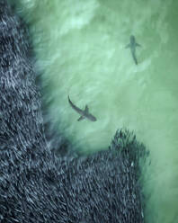 Aerial view of white sharks swimming in open water near a shoal of fish along the coral reef in Australia. - AAEF18349