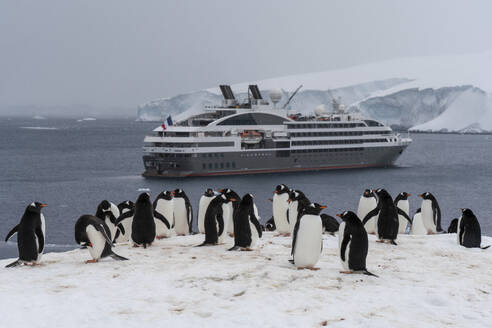 L'Austral cruise ship at the Gentoo penguin colony (Pygoscelis papua) in Damoy Point, Wiencke Island, Antarctica, Polar Regions - RHPLF26014