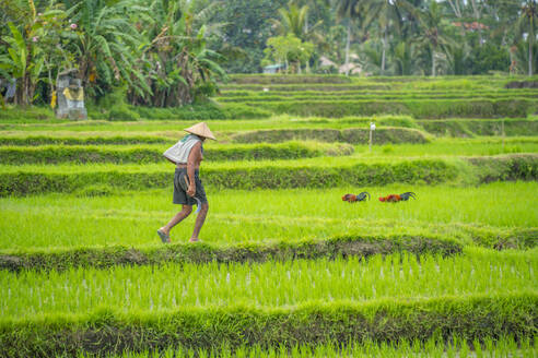 View of worker in rice fields near Ubud, Ubud, Kabupaten Gianyar, Bali, Indonesia, South East Asia, Asia - RHPLF26035