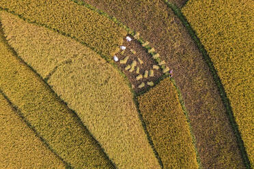 Aerial view of people doing the harvest in the fields in Ha Giang village, Vietnam. - AAEF18569