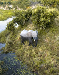 Aerial view of an elephant painted half in white along Mababe River in a national park in Botswana, Africa. - AAEF18659