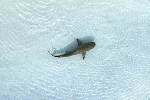 Aerial view of a shark freely swimming in open water. - AAEF18666