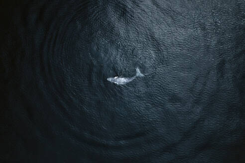 Aerial view of baby humpback whale in Pacific ocean near Baja California Sur, Mexico. - AAEF18670